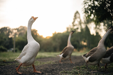 animal farm concept, flock of goose living in nature field of bird farming outdoor, white duck and...