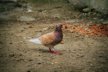 Pigeons and doves belong to the Columbidae family or dove-beaked birds from the Columbiformes order