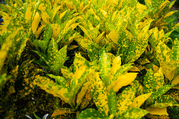 andong ornamental plant. Natural view of yellow green croton plant in the garden. © Saddha Visual