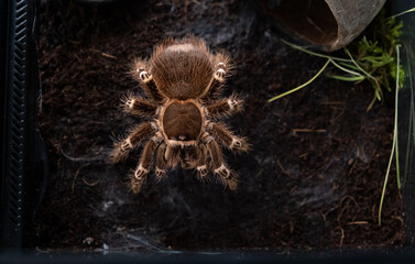 A spider injects venom into a madagascar cockroach in a terrarium close-up. Acanthoscurria...