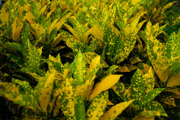 andong ornamental plant. Natural view of yellow green croton plant in the garden. © Saddha Visual
