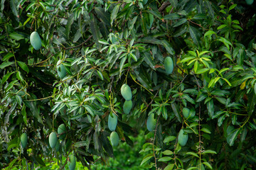 Sweet green mango fruit still hanging on the tree.