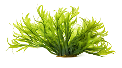 seaweed isolated on transparent background cutout