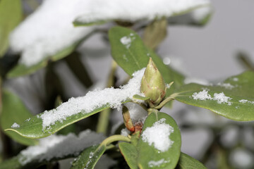 Close-up of rhododendron bud and leaves covered by snow - 695068415