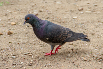 Pigeons and doves belong to the Columbidae family or dove-beaked birds from the Columbiformes order
