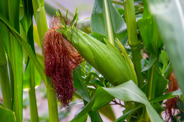 Corn is one of the most important carbohydrate-producing food crops in the world