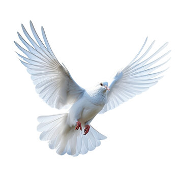 white pigeon flying isolated on transparent background