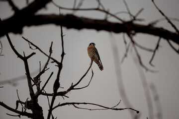 A keen eyed kestrel looking for its next meal