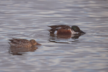 Beautiful waterfowl during the sunset