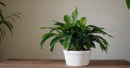 Indoor gardening delight: A white potted Zamioculcas plant, with vibrant green leaves and sprouting branches