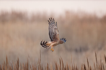 Harrier falcons swooping and hunting