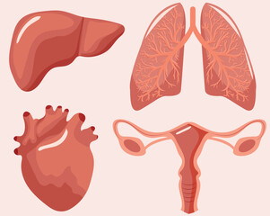set of illustrations of internal healthy human organs in pink color, namely lungs, liver, uterus and heart, medical concept, vector illustration