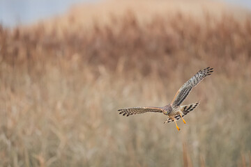 Northern Harrier falcon in flight