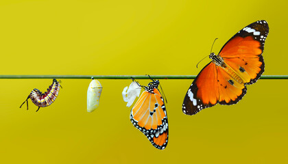 Amazing moment ,Large tropical butterfly hatch from the pupa and emerging with clipping path. ...