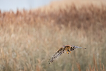 Northern Harrier falcon in flight