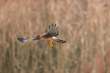 Northern Harrier falcon in flight