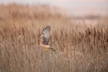 Northern Harrier falcon in flight