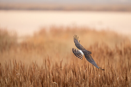 Northern Harrier falcon in flight