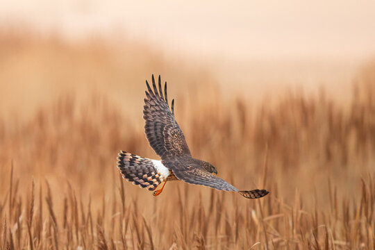 Northern Harrier falcon in flight