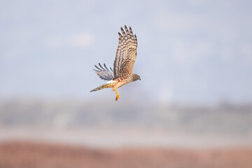 Northern Harrier falcon in flight