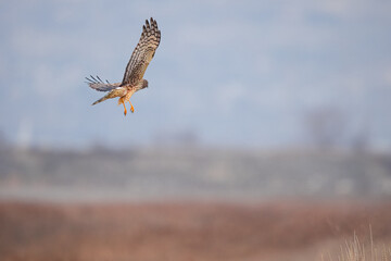 Northern Harrier falcon in flight
