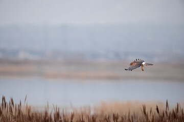 Northern Harrier falcon in flight