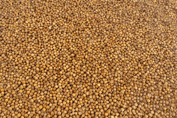 Coriander Seeds Texture Background, Cilantro Grains Pattern, Chinese Parsley Seed Banner, Dry Spices
