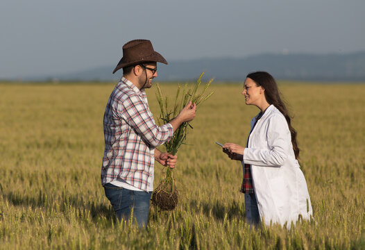 Farmer and agronomist in wheat field in summer