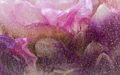 abstract art background of close up of a pink flower floating in ice block
