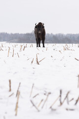 A lonely bison in a snowy field
