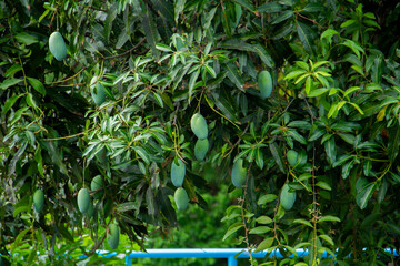 Sweet green mango fruit still hanging on the tree.