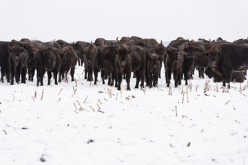 Wild bison bonasus Europian in the field in winter