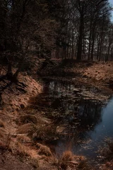 Fototapete reflection of trees in the forest. © yvet