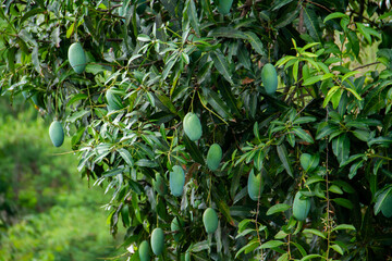 Sweet green mango fruit still hanging on the tree.