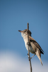 Great Reed Warbler (Acrocephalus arundinaceus), close-up of the bird singing in the reeds in the early morning in spring.