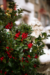 Red Christmas berries on a green bush 