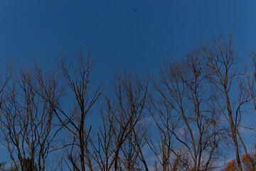 This pretty image shows branches of a tree reaching into the sky. The bare brown limbs without leaves shows the winter season has begun. The blue sky in the back is clear of clouds.