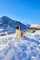 Young St. Bernard dog sits comfortably in the snow and enjoys the view of the Austrian Alps. - 695082093