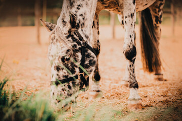 Portrait of a beautiful spotted horse that grazes on a farm in a paddock and eats hay. Agriculture and feeding. Livestock and horse care. - obrazy, fototapety, plakaty