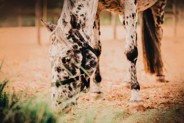 Foto op Plexiglas Portrait of a beautiful spotted horse that grazes on a farm in a paddock and eats hay. Agriculture and feeding. Livestock and horse care. ©  Valeri Vatel
