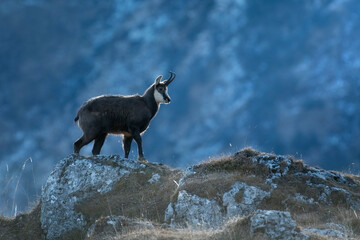 Alpine chamois, Rupicapra rupicapra, walking on the edge of an escarpment in the soft dawn light on...