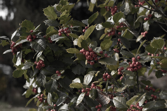 This Holly bush makes me think if Christmas. The bright red berries in their clusters stand out from the point green leaves. The plant is very colorful.  