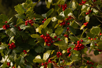 This Holly bush makes me think if Christmas. The bright red berries in their clusters stand out from the point green leaves. The plant is very colorful.  