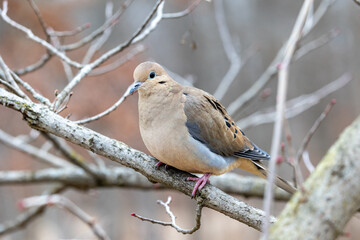 Mourning dove perched on a branch