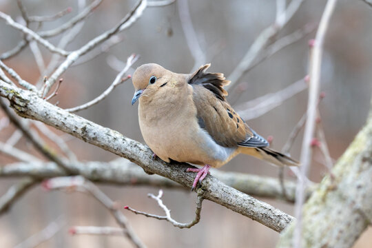 Mourning dove perched on a branch