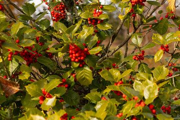 This Holly bush makes me think if Christmas. The bright red berries in their clusters stand out from the point green leaves. The plant is very colorful.  