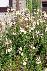 Yellow salvia flowers in bloom