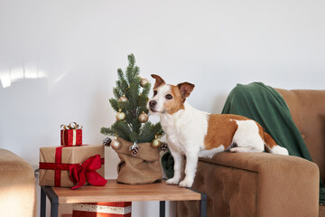 An enthusiastic Jack Russell Terrier dog interacts with a small Christmas tree, capturing a lively...