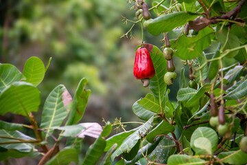 Cashew, cashew, or cashew (Anacardium occidentale) is a type of plant from the Anacardiaceae family