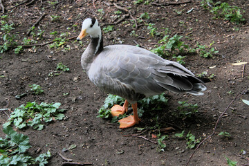 A view of a Bar Headed Goose